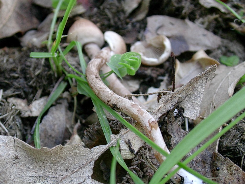 1316 Aprile vecchio ritrovamento